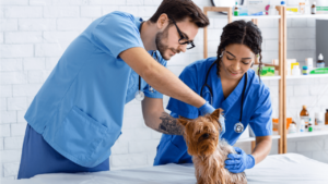 Study Veterinary Medicine in Canada - Eligibility, Fees & Process for Indian Students