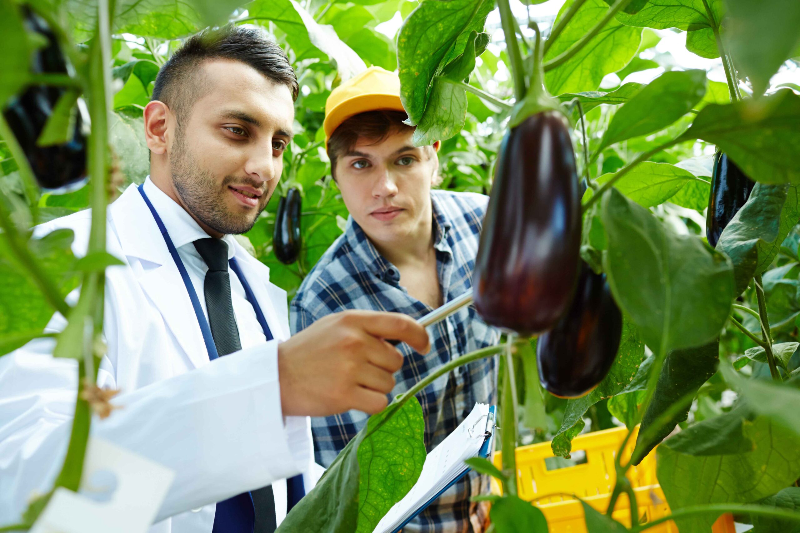 MS in Agriculture in Australia